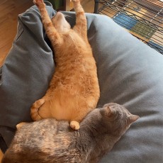 おっさんの休日