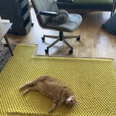 今日は・・・