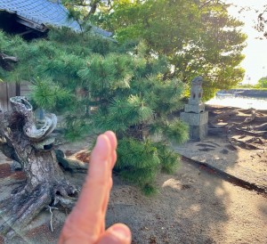 uji.jpg